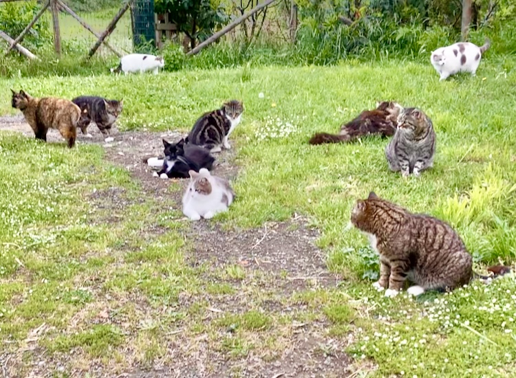 The Cats of Luana