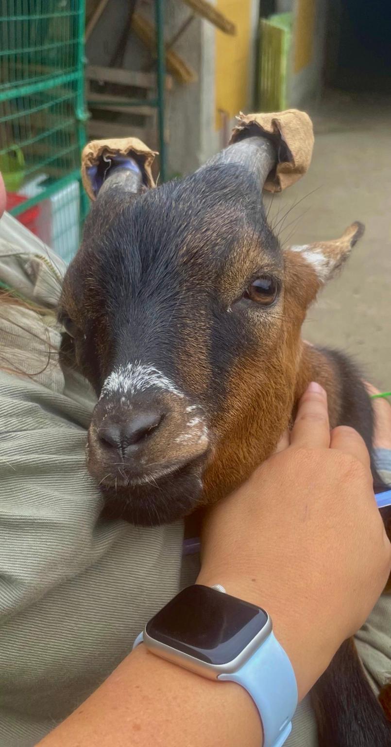 Gastos veterinarios Acougo refugio de animales