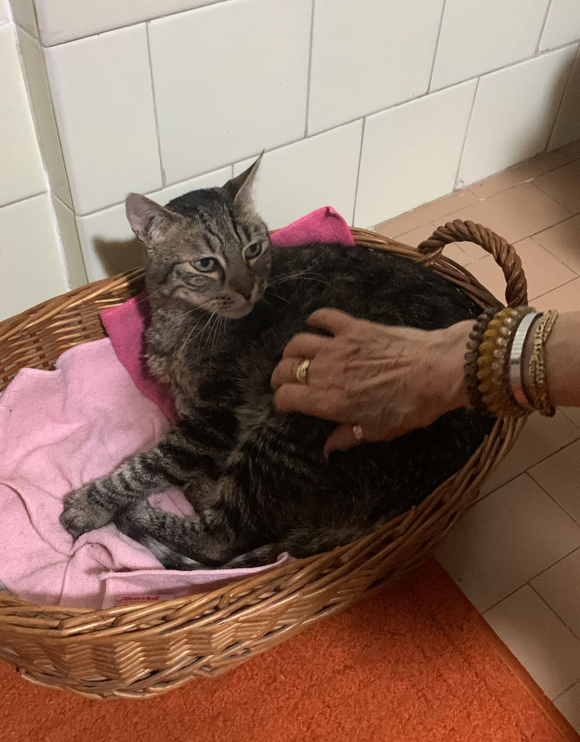 Chiedo aiuto per le mie gattine, sono sola