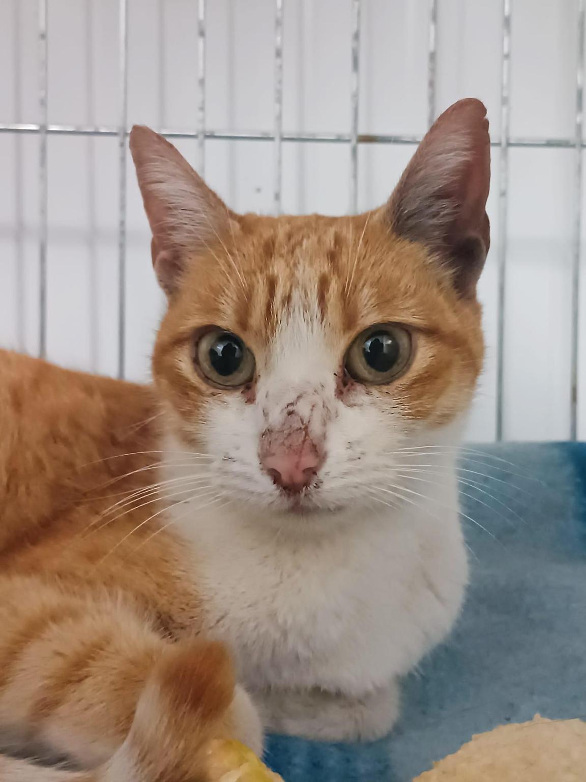 ¡A por la inmiaunidad!