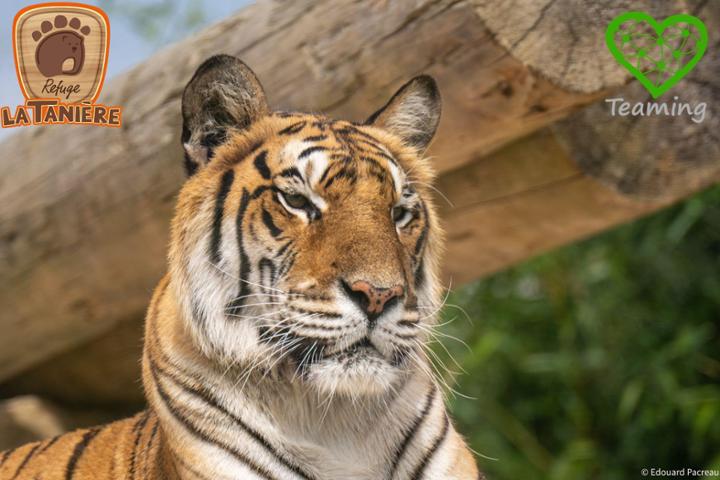 Fonds de dotation - La Tanière