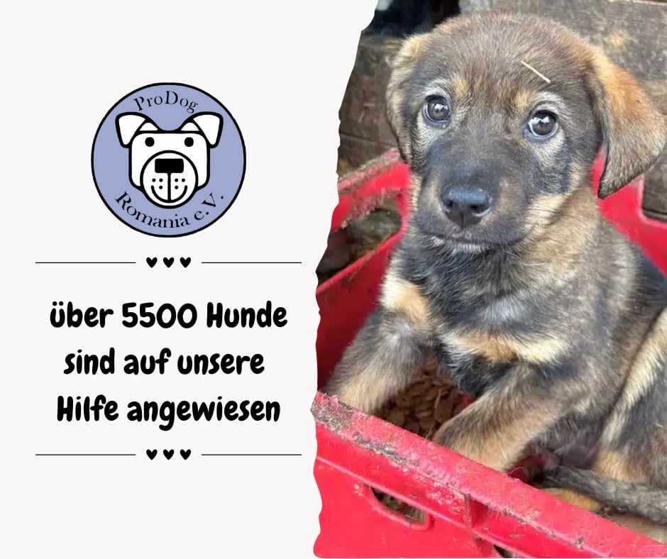 ProDogRomania e. V.