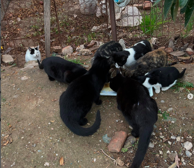 Machado Cats Colony