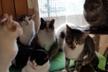 Rifugio gatti randagi Prati Grandi