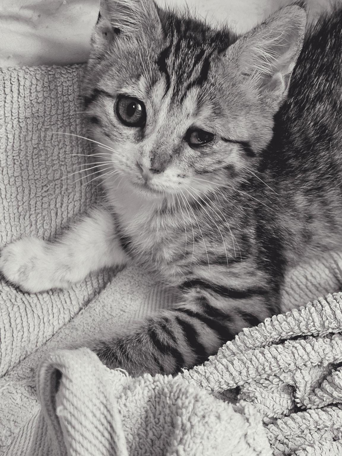20 kittens