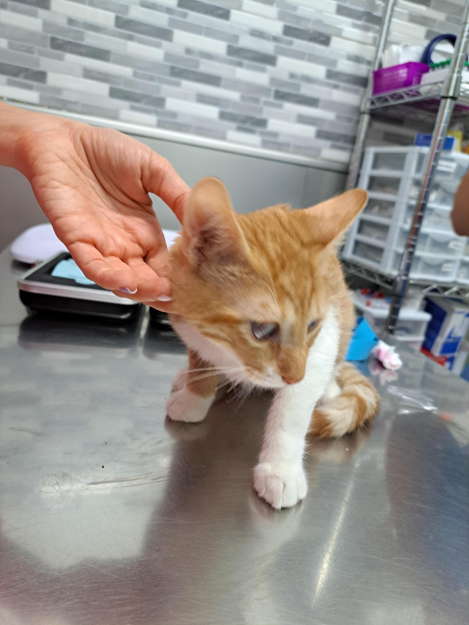 Un oftalmologo para nuestro gato Nublado