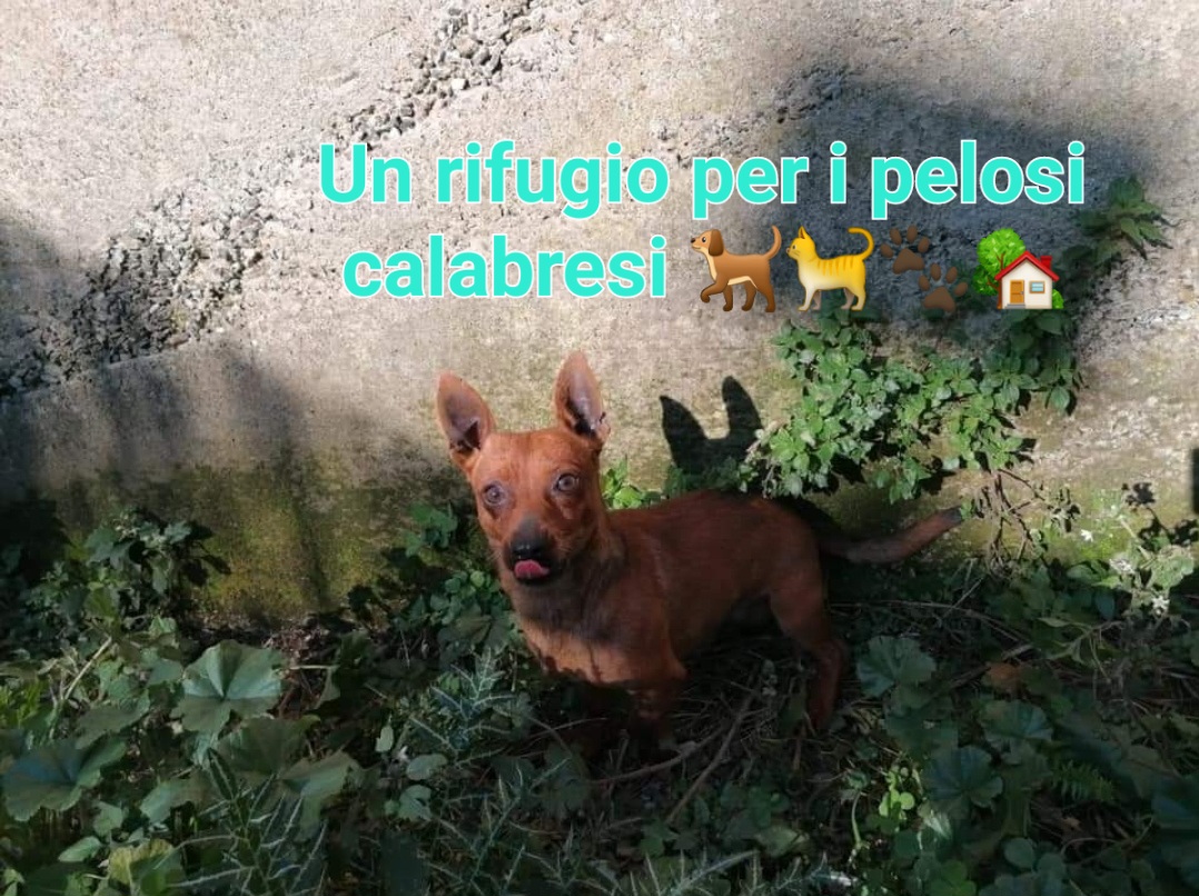 Un rifugio per i pelosi calabresi