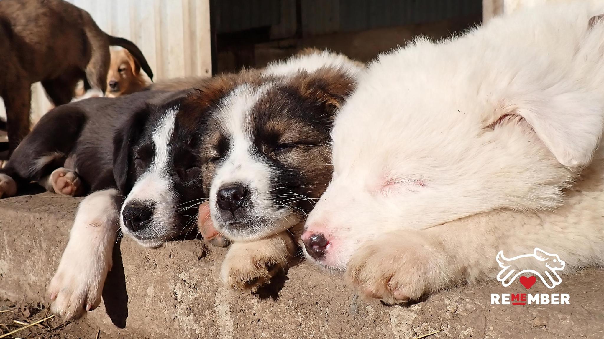 Remember Me Park 2026 : un lieu pour adopter