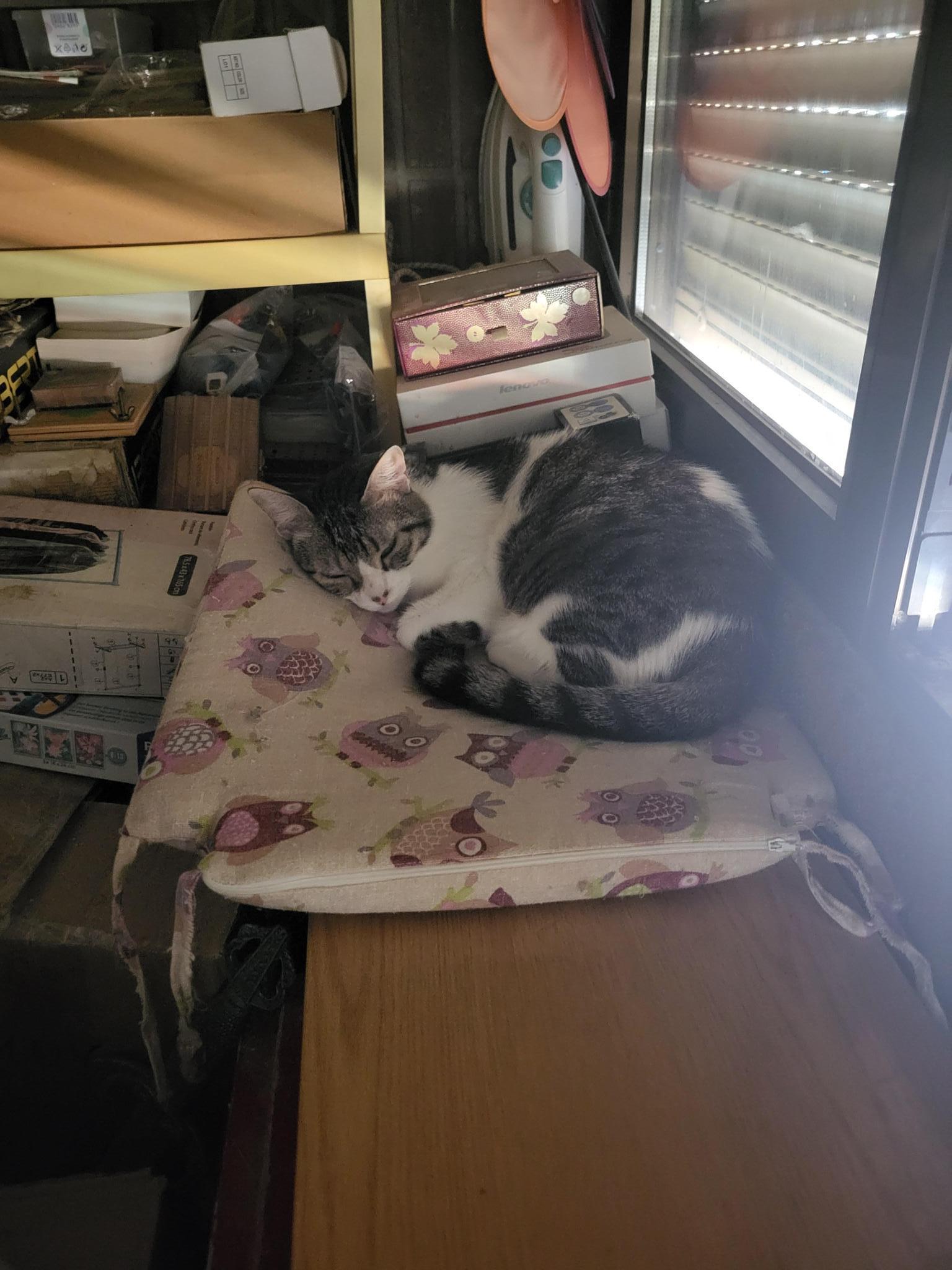 Los gatos de Myna Nayap