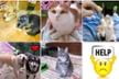 Please help my 21 rescue from the street animals