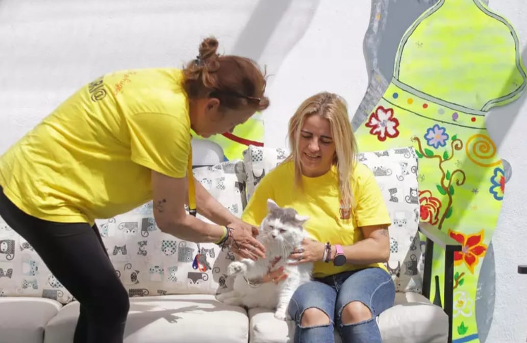 Refugio Kitty Cat La Linea