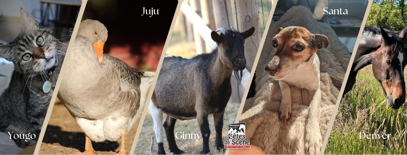 Bêtes de Scène - Protection Animale