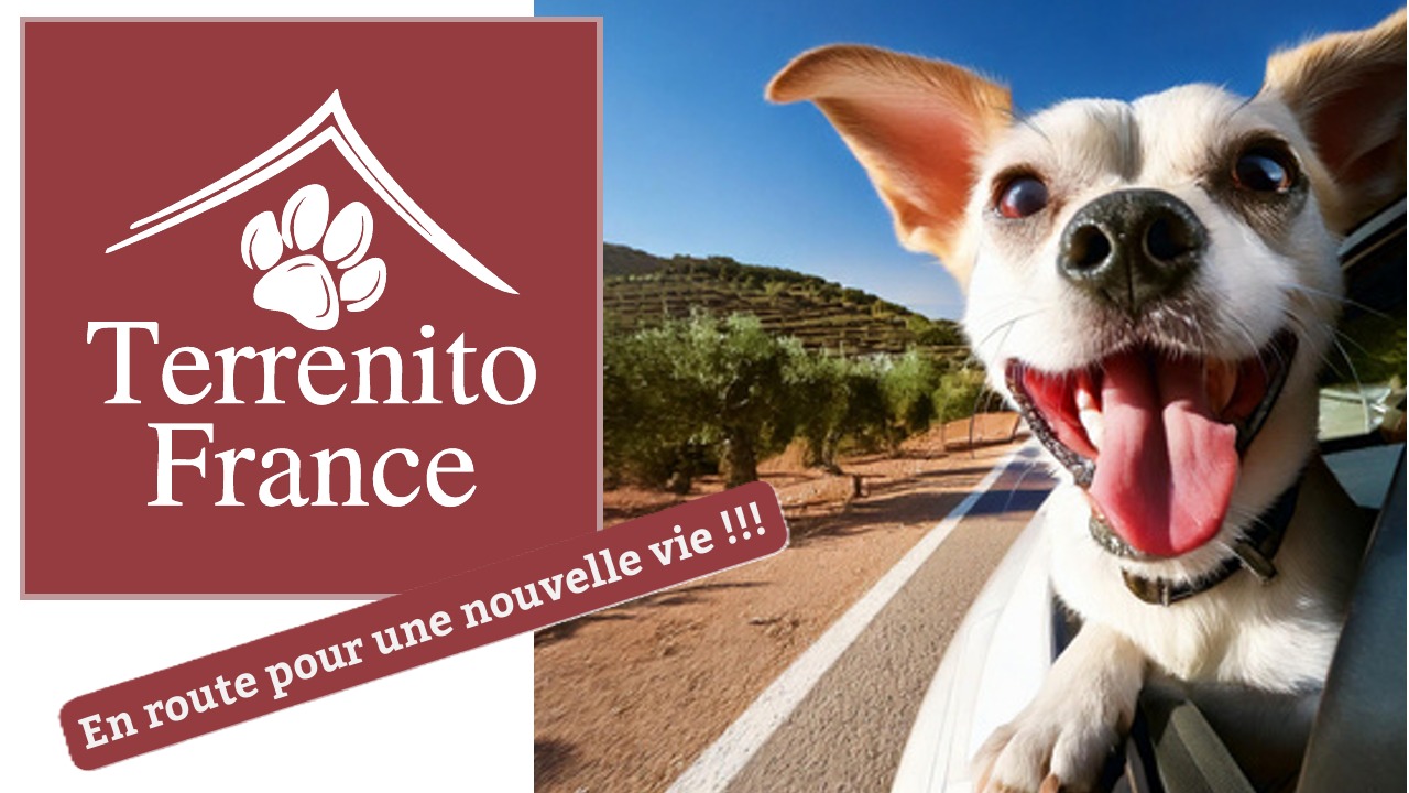 Terrenito France