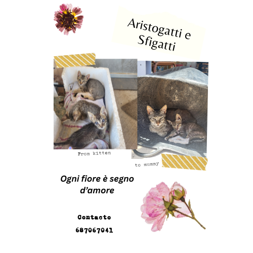 ARISTOGATTI E SFIGATTI