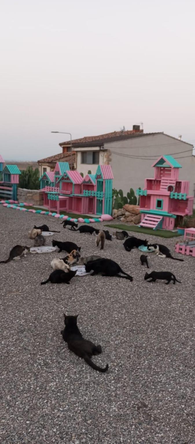 Catcasetes Castell de Sunyer