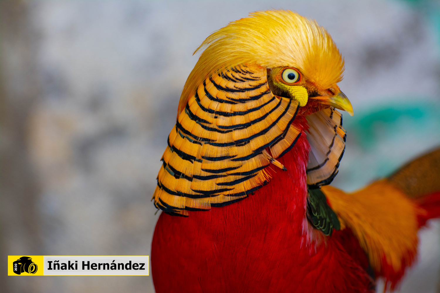 ZOO KOKI (Fundación)