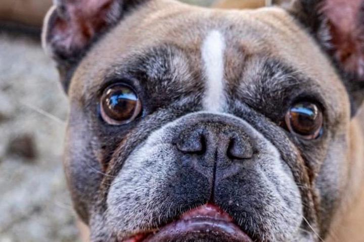 Tierschutzverein Ybbstal