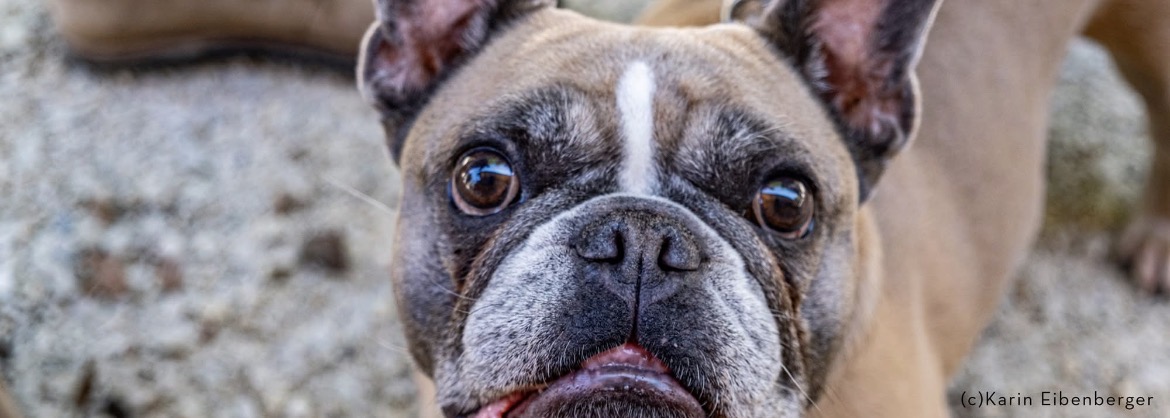 Tierschutzverein Ybbstal