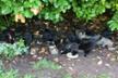 Les Chats De Queaux