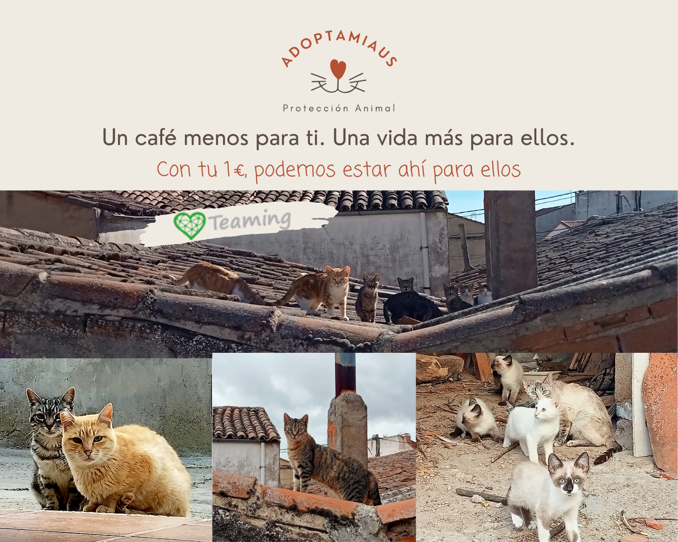 Adoptamiaus. Cuidamos colonias felinas en pueblos donde nadie lo hace.