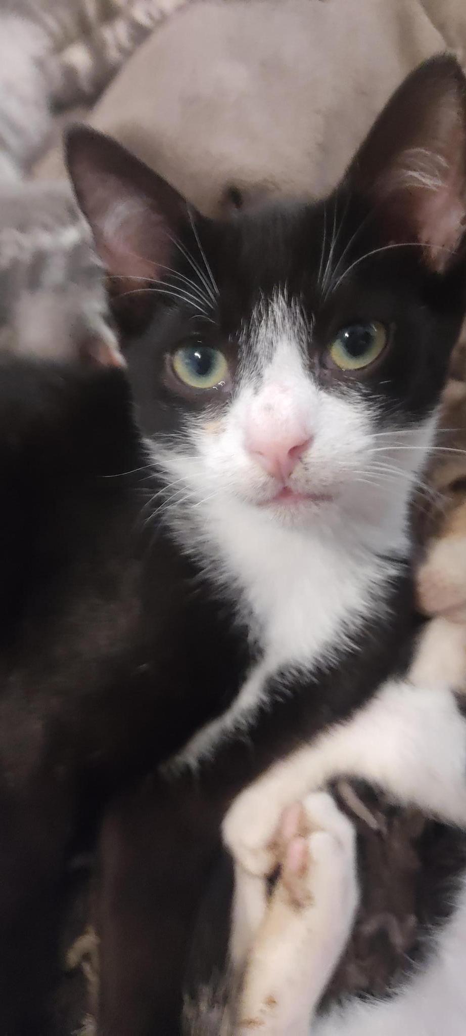 Les chats de Brigitte