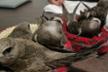 LA MADRIGUERA - Centro de recuperación de fauna silvestre