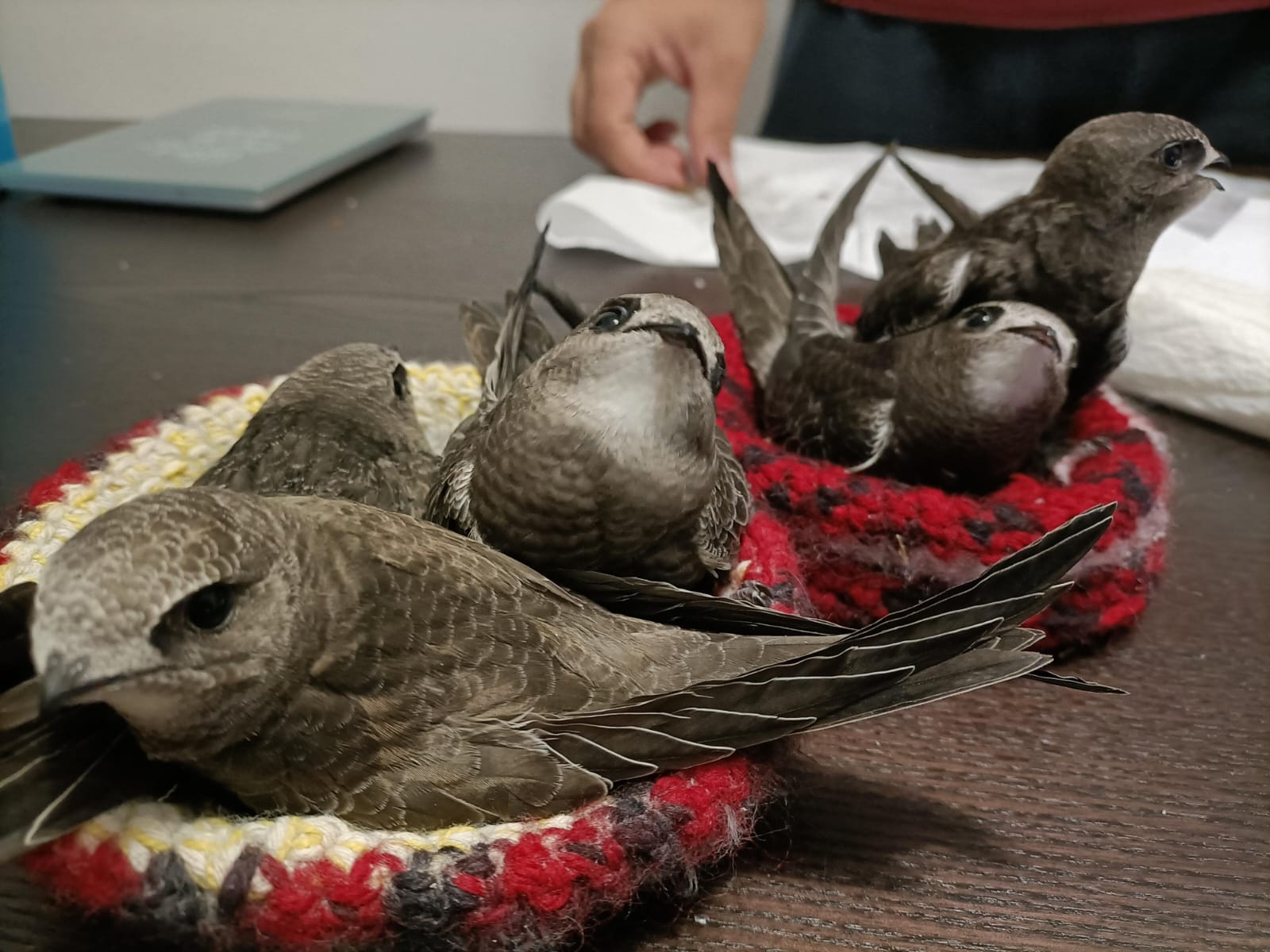 LA MADRIGUERA - Centro de recuperación de fauna silvestre