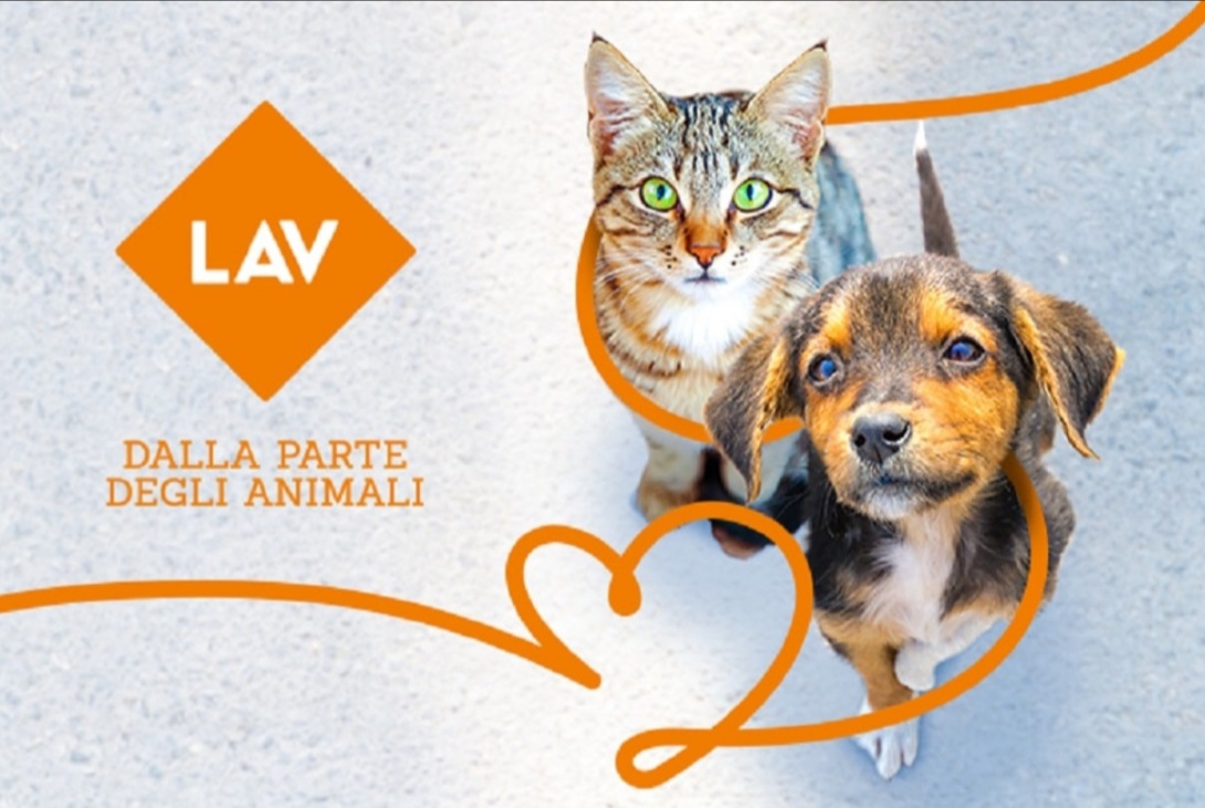 Sterilizzazione randagi – LAV Reggio Calabria