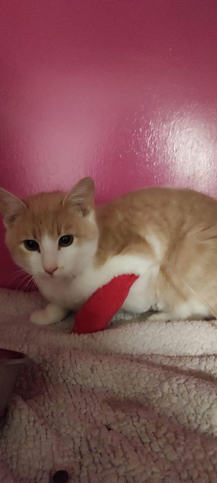 @Caramelo_piff_leucemia