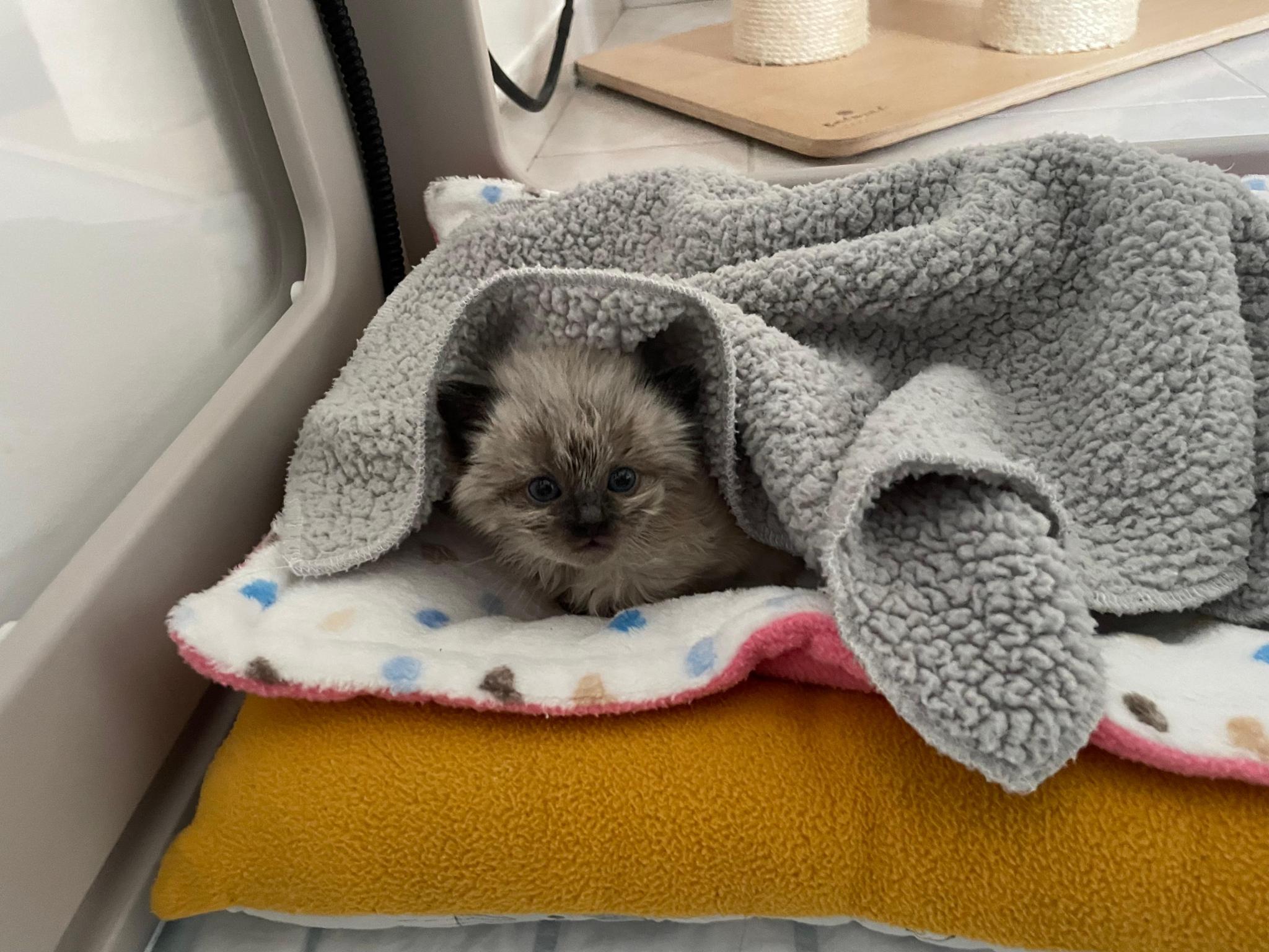 Internet et ses Amis