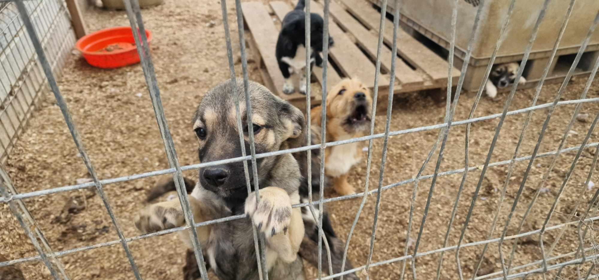 Les Ptites Gueules – 1€ pour les chiens de Roumanie