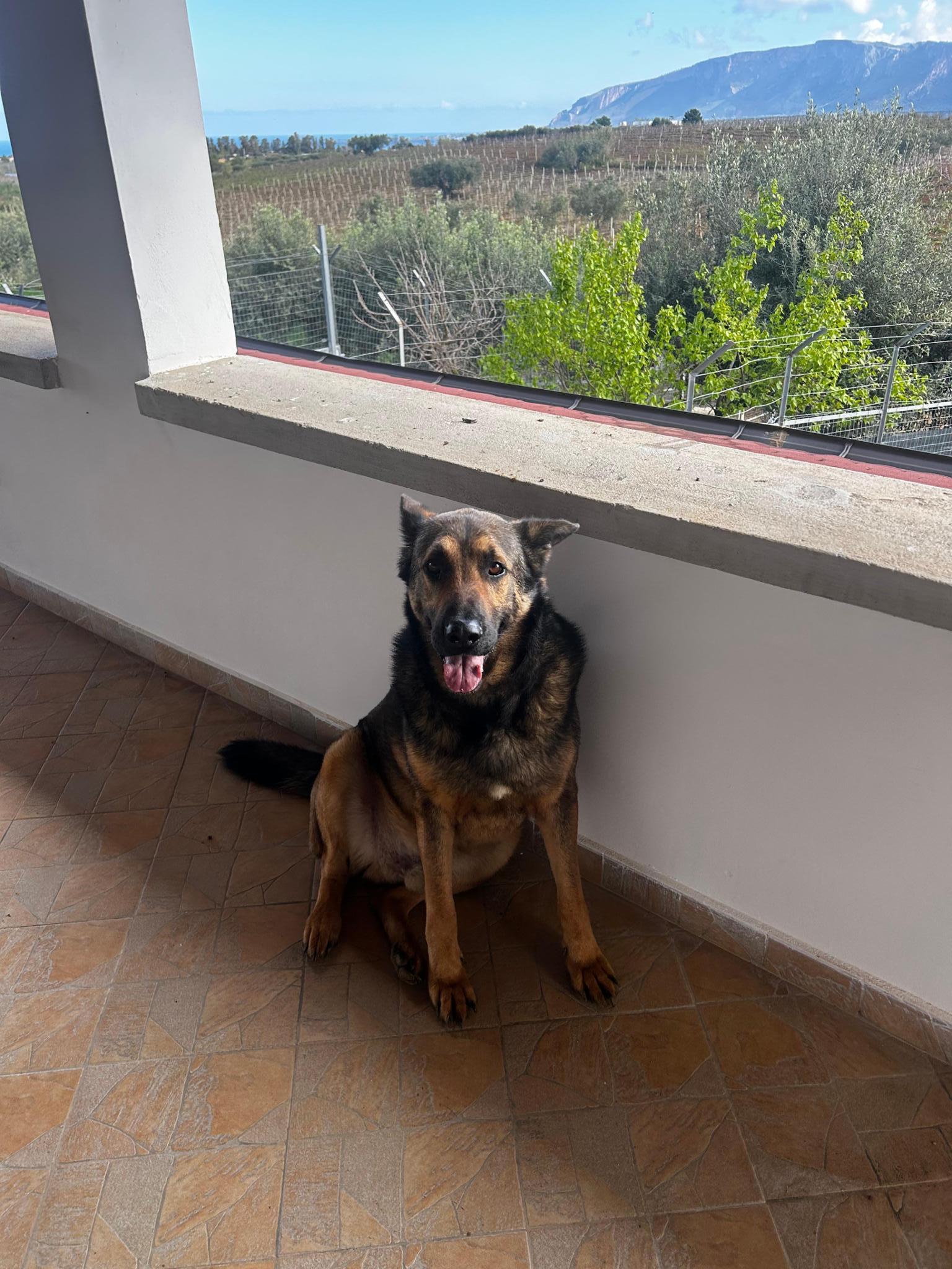 Aiuto animali