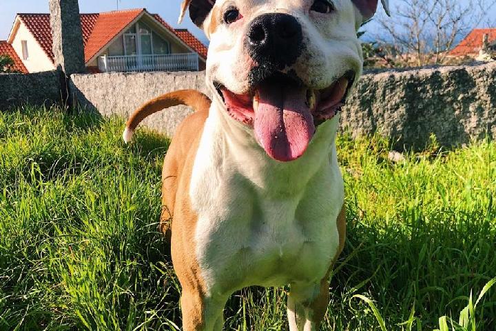 Ayuda para que Sherkan vuelva a caminar.