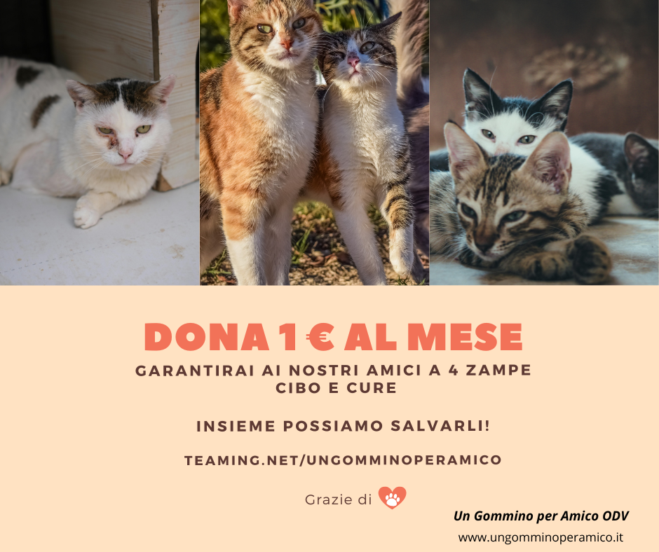 Un Gommino per AMICO