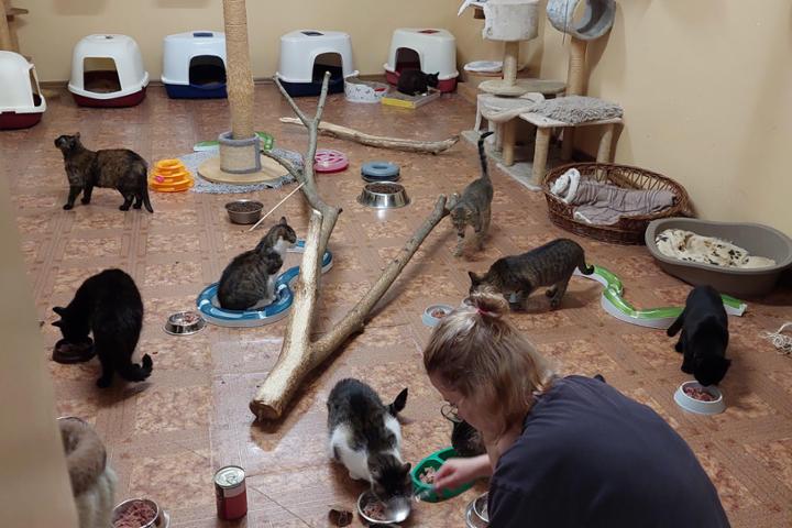 Fundacja Oczami Kota