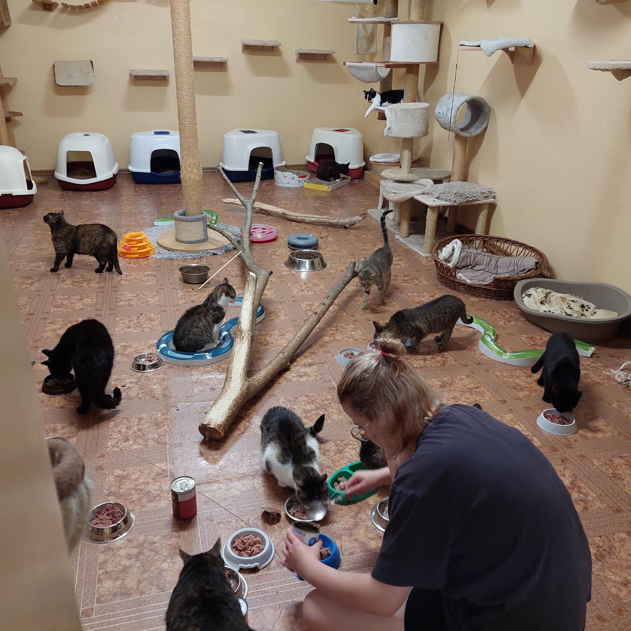 Fundacja Oczami Kota