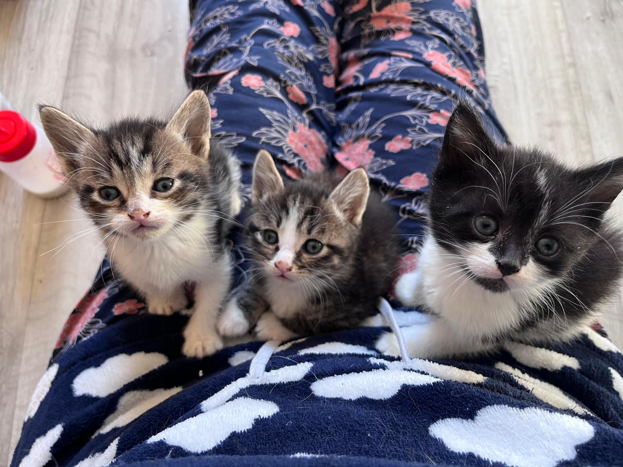 Cat'Z Hope