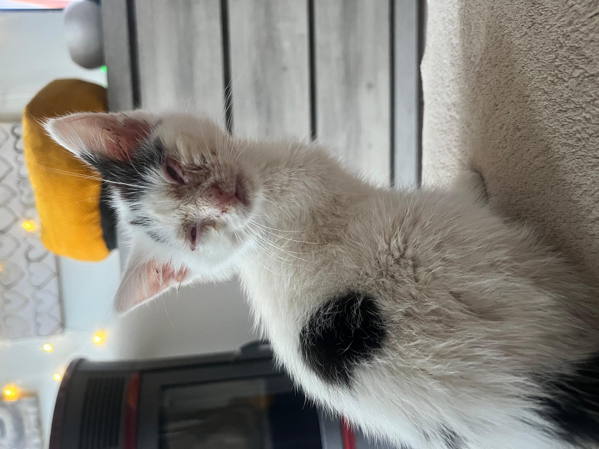 Cat'Z Hope