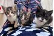 Cat'Z Hope