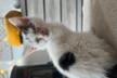Cat'Z Hope
