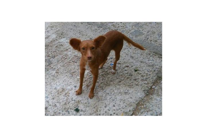 Procani, protectora de animales