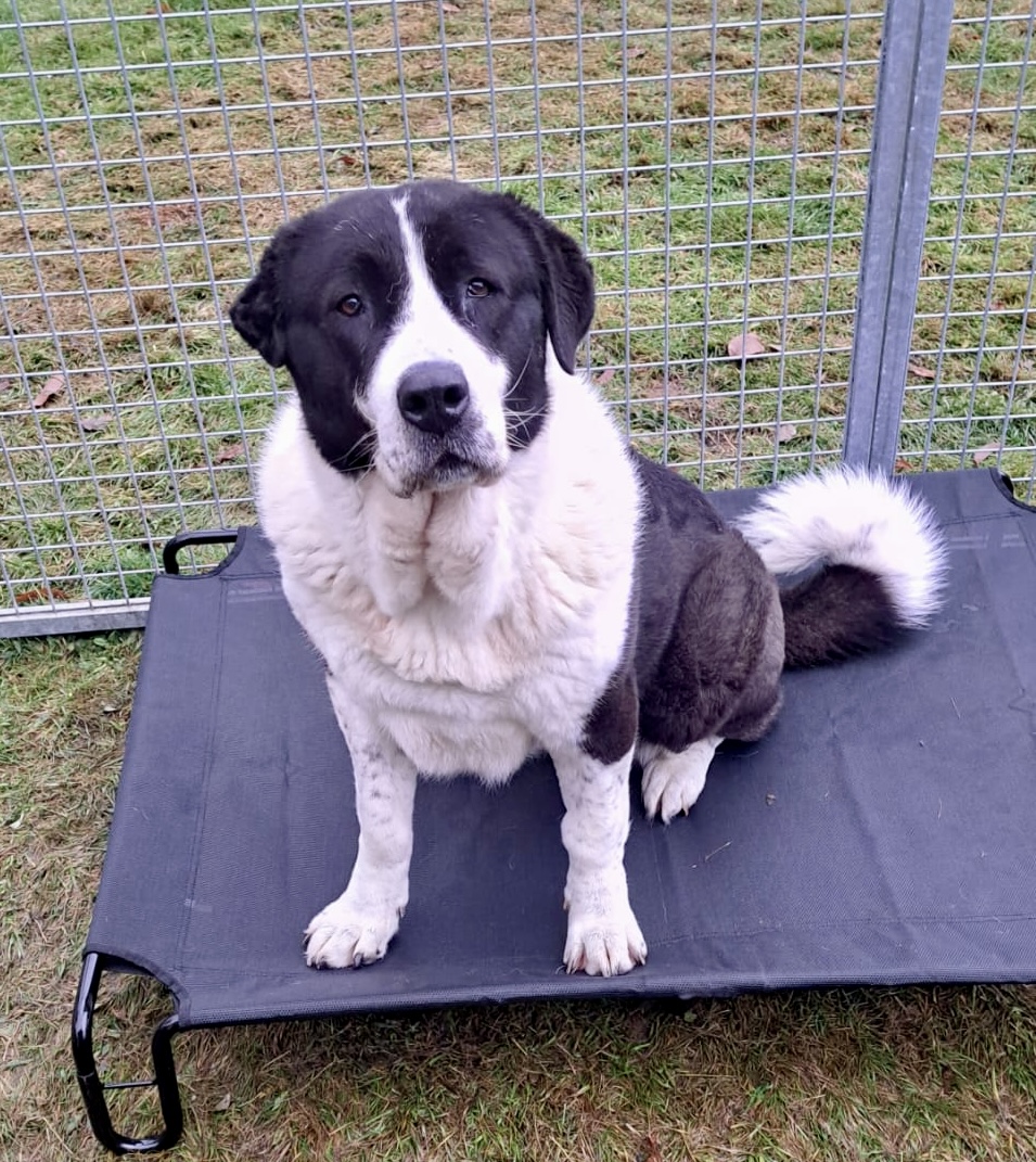 1 Euro für Home for dogs e.V.