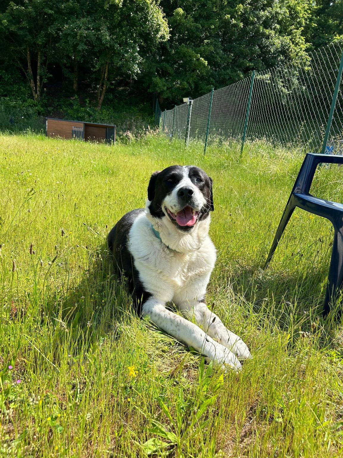 1 Euro für Home for dogs e.V.