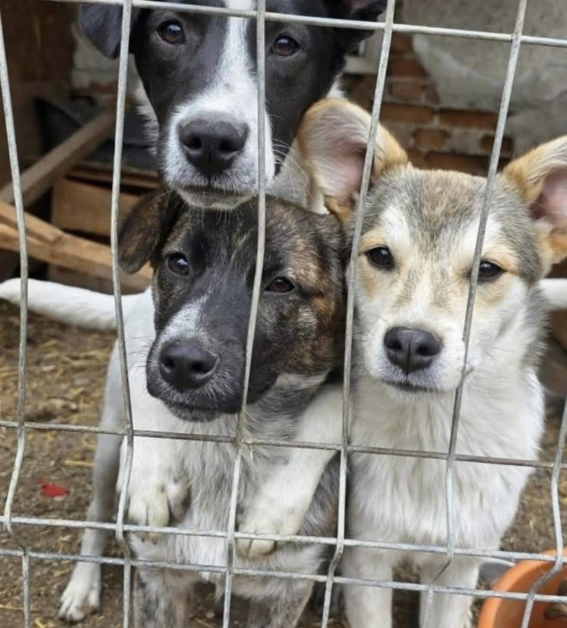 Archie Dog Rescue Association
