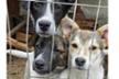 Archie Dog Rescue Association