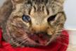 HAPPY CATS BURGOS