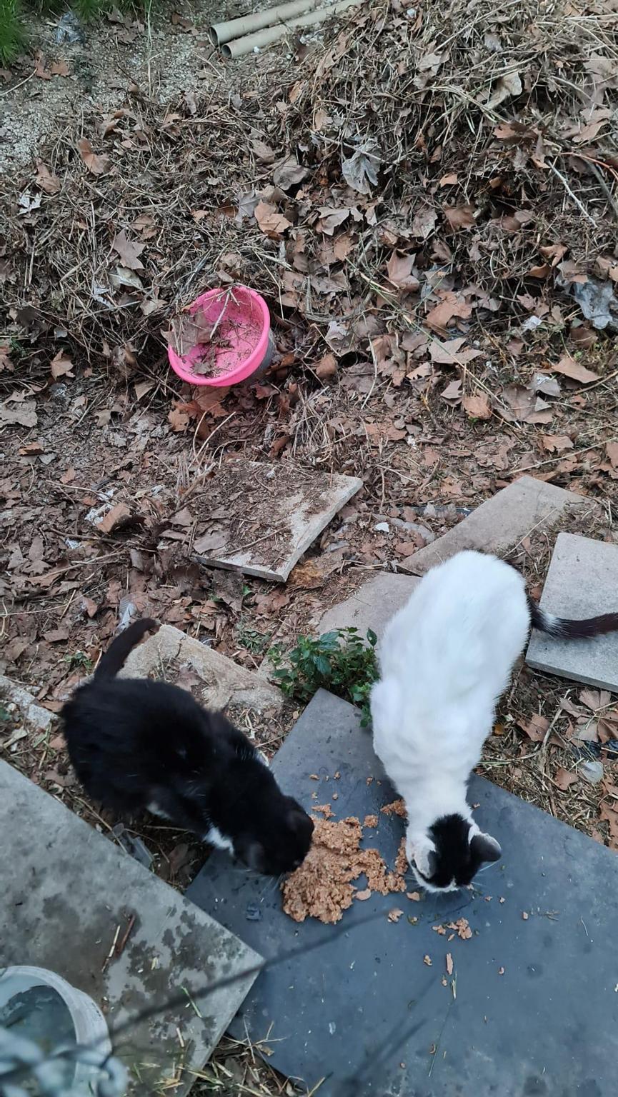 Colonias felinas Lina Garnero