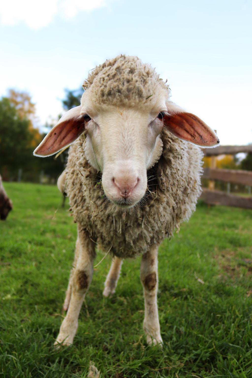 healing soul animal sanctuary