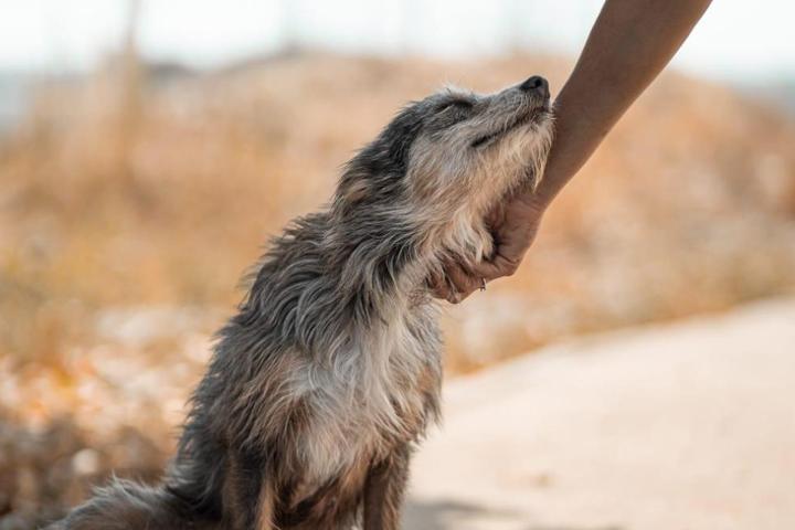 APAAC: Association for the Protection of Abandoned Animals of Cartaxo