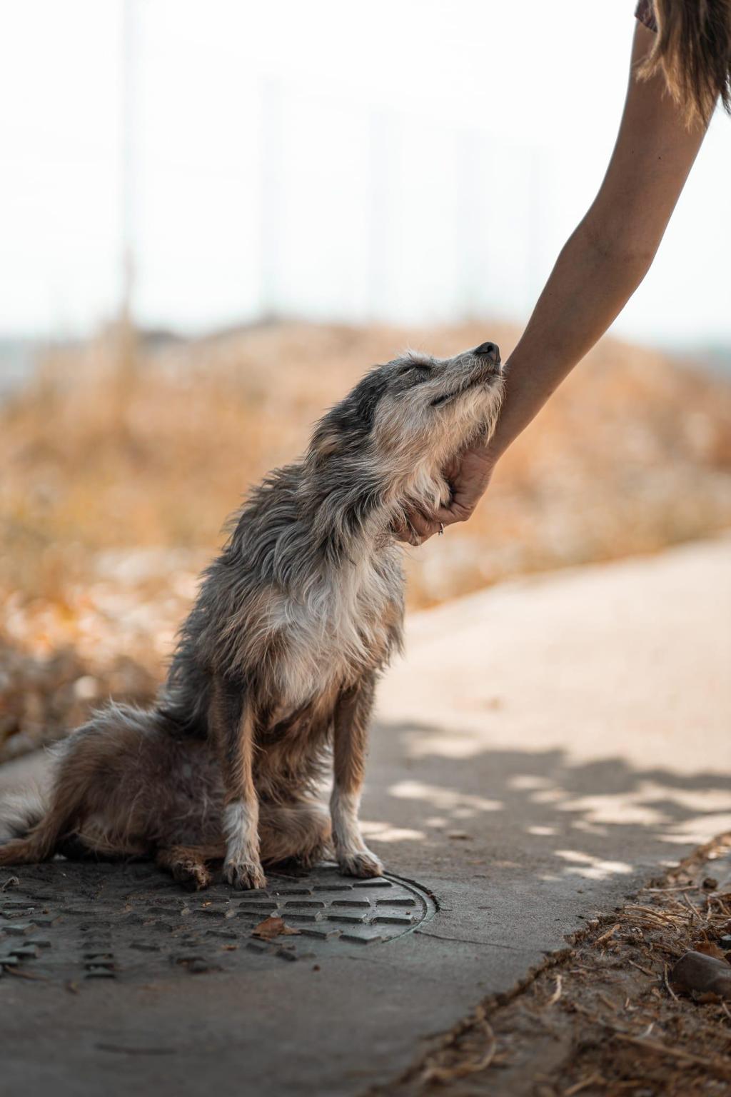 APAAC: Association for the Protection of Abandoned Animals of Cartaxo